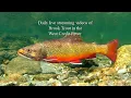 Brook Trout in the West Credit River Thursday 20th Aug 2026 am