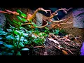 Vision Cage Vivarium