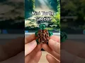 Rainbow Loom Turtle Tutorial