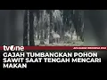 Habitat Terganggu, Seekor Gajah Tumbangkan Pohon Sawit | AKIP tvOne