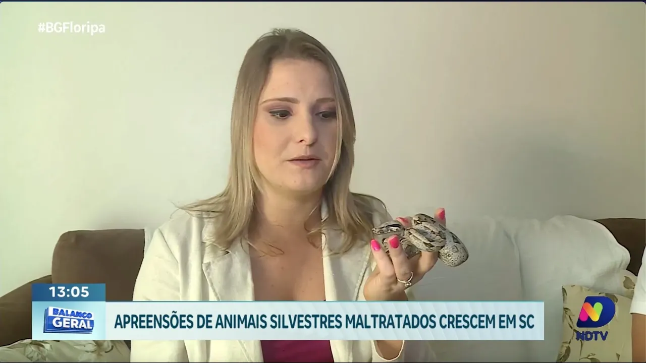 Crescimento alarmante: apreensões de animais silvestres maltratados se multiplicam em SC