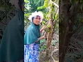 Download Lagu Buah apa itu dek#shorts #funny #lucu