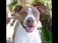Nevada SPCA