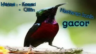 Download Masteran Konin Gacor Isian Cililin Dan kenari MP3