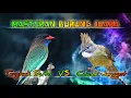 Lagu Masteran Burung Lomba suara kasar dan tajam #kombinasimasteran  #muraibatu