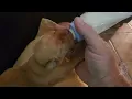 11 Puppies 10 days old Bottle Feeding Floyd Tru Litter