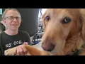 Python with Puppies Lesson 8 - PuppyPlaytown py part 2