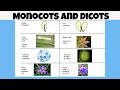 Difference between monocot vs dicot plants