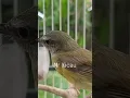 cikrak bambu gacor #short #cikrakbambu #shortvideo #mrkicau