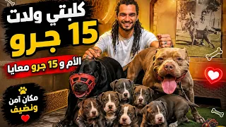 15 جرو في يوم واحد !!👉😱 شوفو اللي حصل لكلبتي 