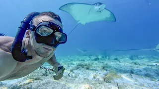 Tracking Eagle Ray Migration: My Sailboat Expedition