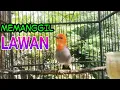 Download Lagu SEMUA CABE CABEAN PASTI NYAUT!!! Begitu dengar Suara Kemade ini, Pancingan kemade GACOR...