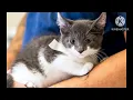 ASPCA TV Commercial A New Record 2006