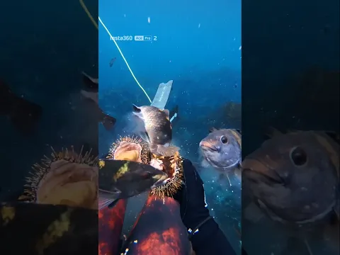 POV: you bring snacks to the right part of town 🐟Shot on @insta360 Ace Pro 2 #Insta360