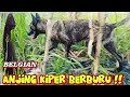 Download Lagu Anjing BELGIAN BERBURU !! (GACOR LOMPATAN LARI CEPAT) 
