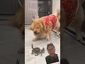 Doggy and crab #comedy #funny #dog #animals #reaction #funnyvideo