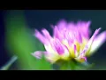 Missing you 想你 - 南方二重唱
