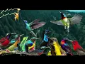 Lagu Suara pikat semua jenis burung Kolibri mp3
