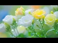 Download Lagu Music for the Heart and Soul - Heals, Soothes and Brings Light | Sergey Grischuk