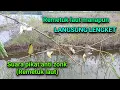 Download Lagu Suara pikat remetuk laut / Harmoni yang dicari pemikat.