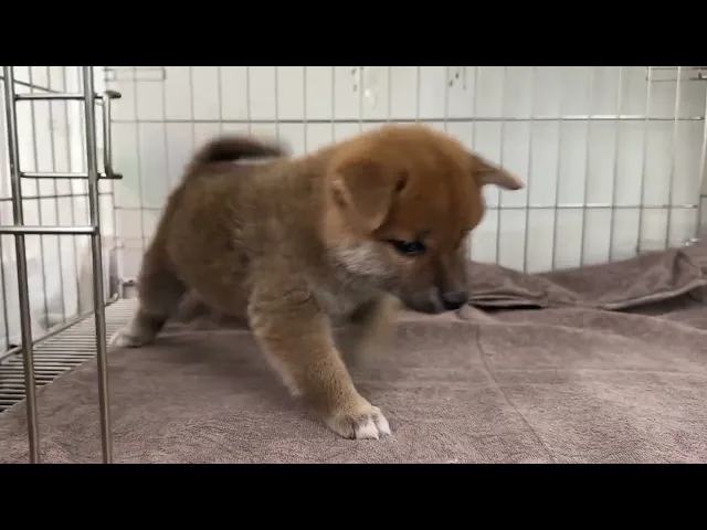 動画