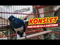 Download Lagu KACER GACOR KONSLET FULL ISIAN 🔥❗TONJOLAN LB \u0026 MANTENAN..❗