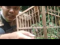 Download Lagu cara menjadi kan burung pikat handal @adiagarachannel1480