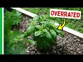 Download Lagu 9 Tomato Companion Plants ACTUALLY Worth Growing