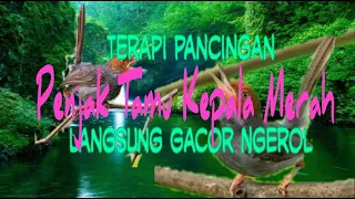 Download TERAPI / PANCINGAN PRENJAK TAMU KEPALA MERAH , DUA  MENIT LANGSUNG NYAMBUNG GACOR DAN NGEBREN NGEROL MP3