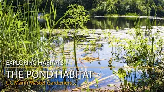 the pond habitat exploring habitats