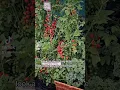 Download Lagu A Unique Tomato For Your Garden