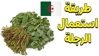 طريقة استعمال نبتة الرجلة العلاج الطبيعي المنسي 