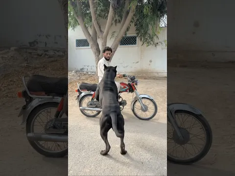 Hasnain ki Dog NY help ki #islamicvideo #helpfullvideo #trending #Allah