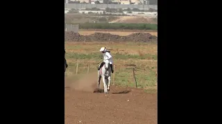 الخيل العربية Arabianhorse سباقات الخيل الفارسة نور السعدي مع الفرس شانيل سباقات الخيل العربية 
