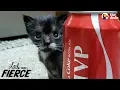 Littlest Kitten Ever Grows Up To Be A Mini Cat The Dodo Little But Fierce
