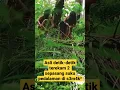 Download Lagu Terekam jelas suku pedalaman