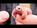 Download Lagu Pink Creature from Down Under! (Rare Turtle Frog)