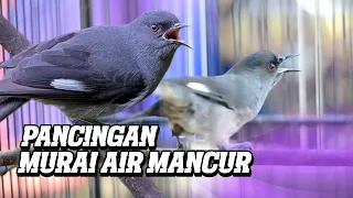 Download PANCINGAN MURAI AIR MANCUR BAHAN MP3
