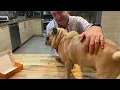 Cute Dog Collar with Bowtie Unboxing and Review