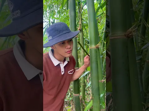 Survival Skills: How to Get Water from a BAMBOO Tree 💧🌍#ohd #survival #camping #bushcraft #skills