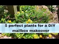 Looking for mailbox landscaping DIY ideas Here are 5 plants that wrap around your mailbox perfectly