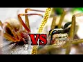 Wolf Spider VS Brown Recluse - How to Spot the Difference