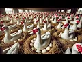 Amazing Muscovy Ducks Farm - Process of Raising Muscovy Ducks for Eggs for Business