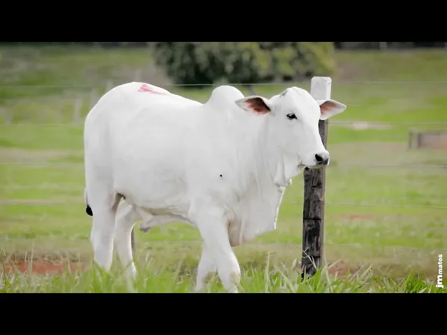 Novilha Nelore AFOM - 6273