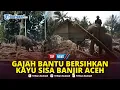 Lagu 🔴Aksi 4 Gajah Buka Jalur dan Bersihkan Puing-Puing Bekas Banjir di Pidie Jaya, BKSD: Sudah Terlatih