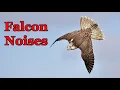 Download Lagu Falcon noises - Falcon sound