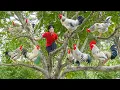 Download Lagu Harvesting 1000 Chickens Dumplings To Sell At The Market, Country Style Cooking | Ly Thi Ngoc