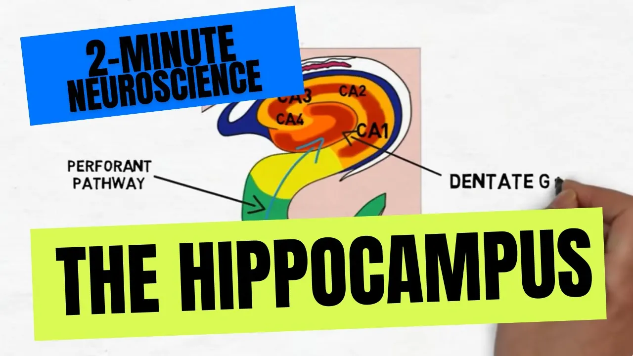 Hippocampus Anatomy & Memory Function: 2-Minute Neuroscience