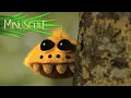Minuscule - Compilation