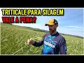 Download Lagu TRITICALE vale a pena para a pecuária leiteira?(Custos e manejo)